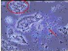 位相差顕微鏡で見た口の中の細菌