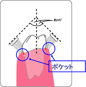 バス法による歯磨き