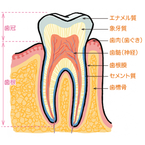 歯の構造図