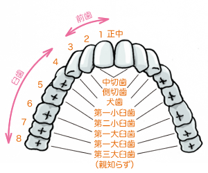永久歯の生え方