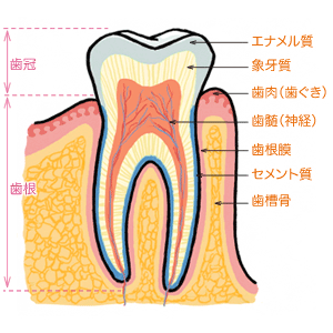歯の構造